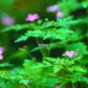 Meet your Posher, Agatha